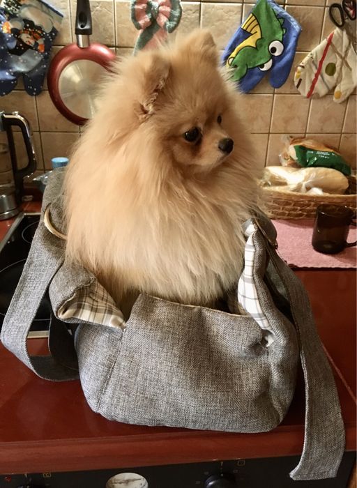 Сумка переноска для собачки Италия