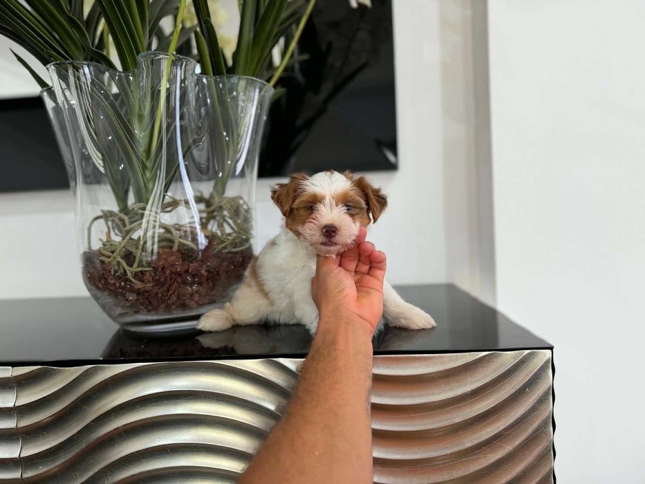 Yorkshire Terrier  Miniatura FEMEA BRANCA E CHOCOBERRY TAN de olhos azuis