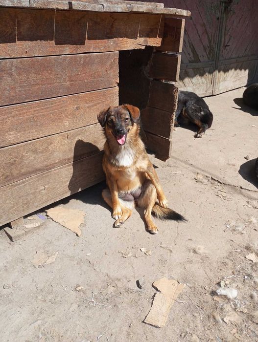 Собака в добрі руки