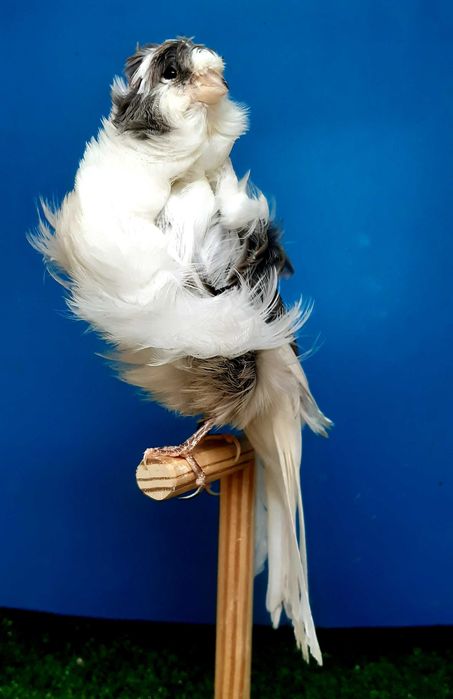 Canários frisados parisienses