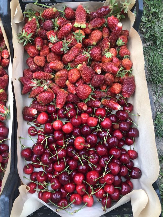 Земклуніка Купчиха (полуниця)