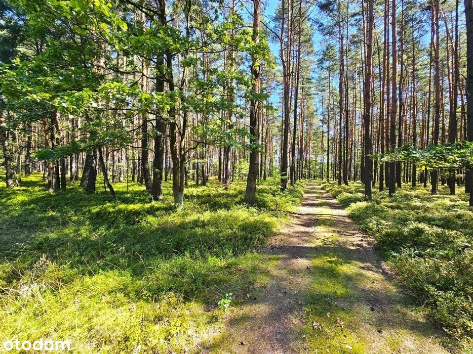 Działka Budowlana Ożarowice - Od Ręki! - Więcej