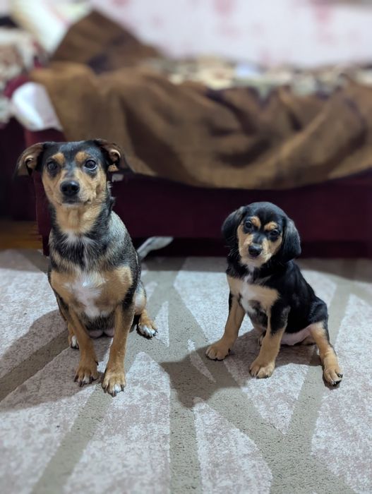 Невеличка красуня шукає маму