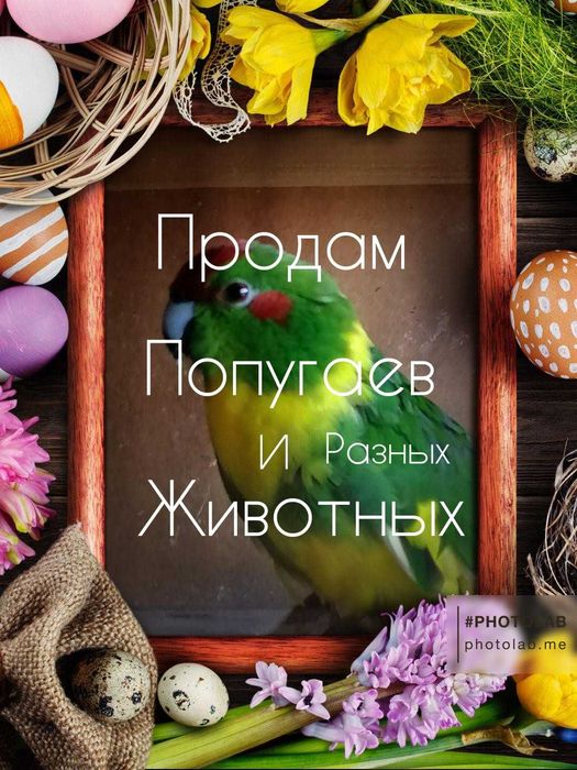 Морские свинки и другие животные