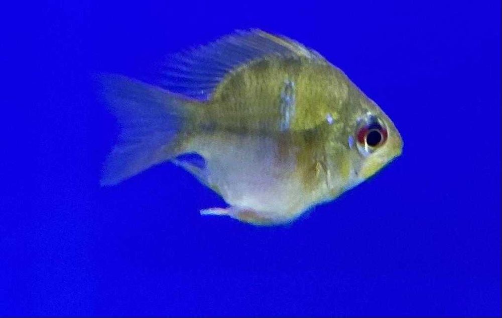 Ramirezis varias linhas ciclídeos anões