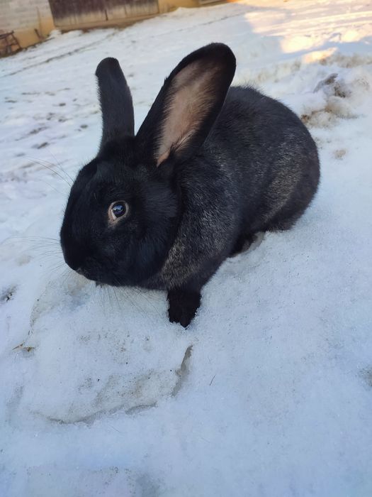 Króliki samce i samice