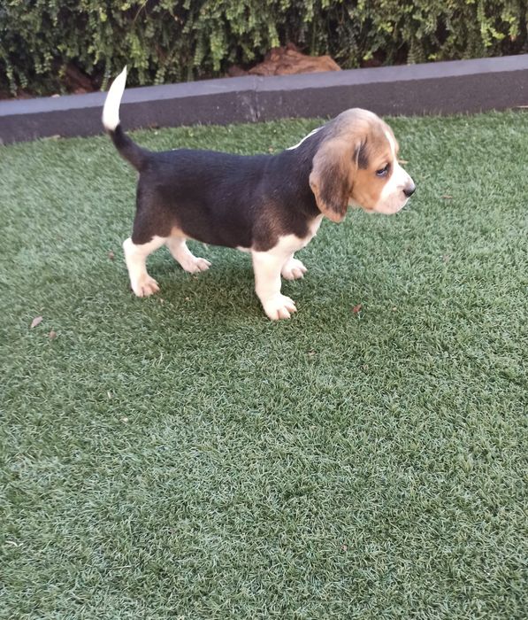 Beagle Tricolor LOP / Afixo / Pedigree