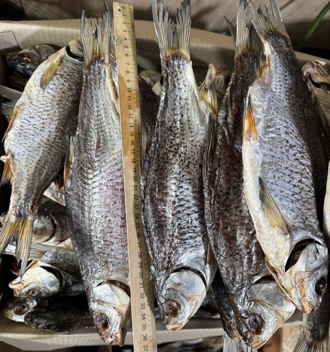 Сушена риба густера, тарань, карась, судак, лящ, щука