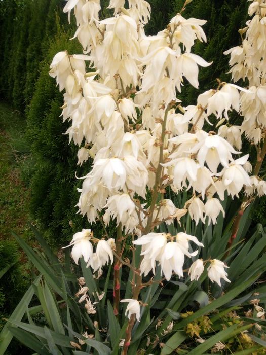 JUKA KORALIŃSKA Piękna Sadzonka 3 letnia YUCCA