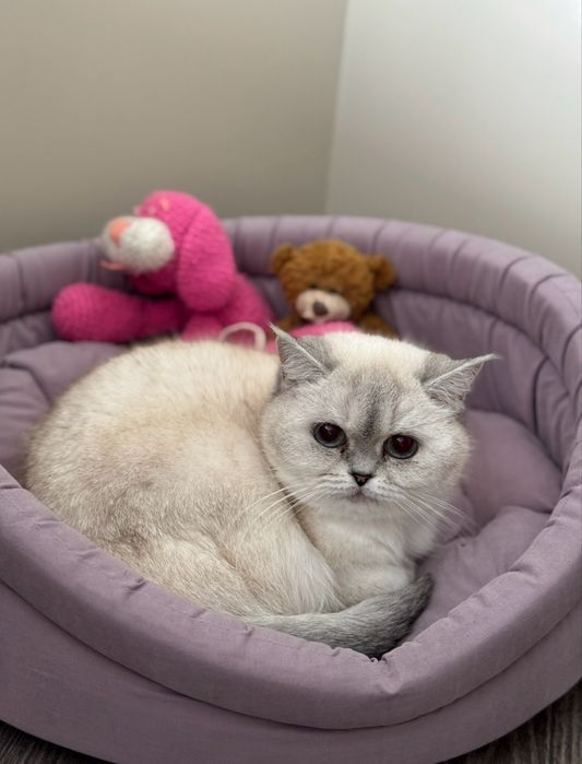 Віддам котика в хороші руки