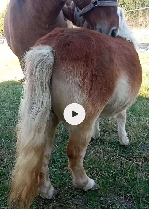 Kuce kucyki miniaturka