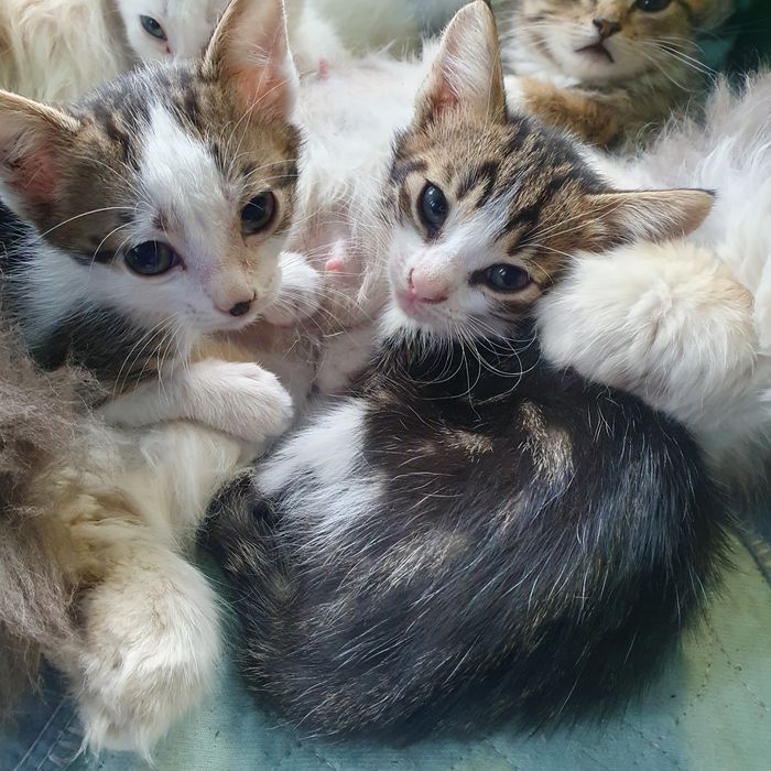 Котята ищут семью