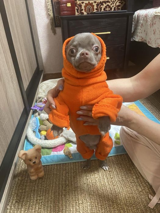 Мальчик чихуахуа ищет девочку