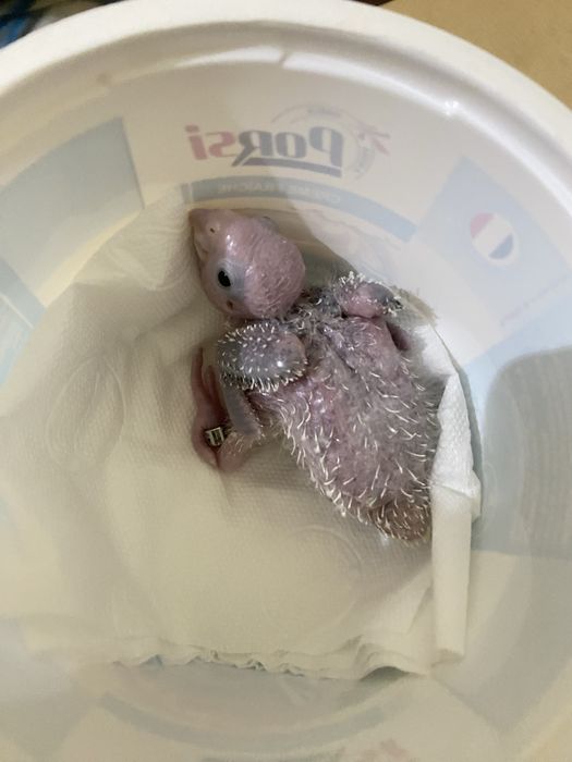 pyrrhuras pineapple  para acabar de criar a mão