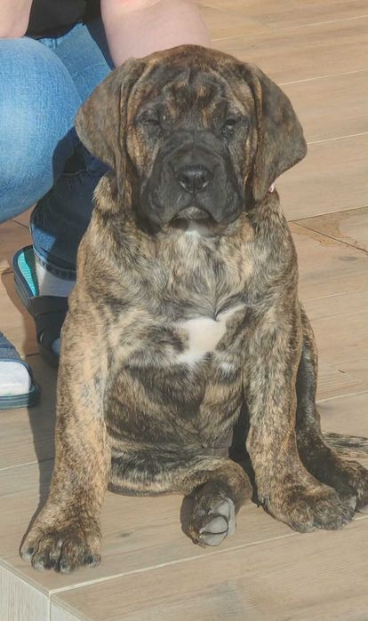 Suka - szczeniak Presa Canario ( Dogo Canario) rodowód ZKwP ( FCI)