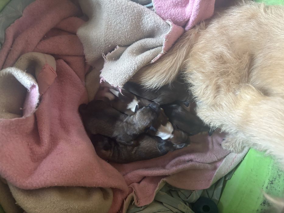Dou caes bebés e a mãe se quiserem porte médio sesimbra