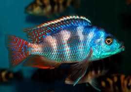 Ryby pielęgnice pyszczaki Placidochromis milomo. Cetarius