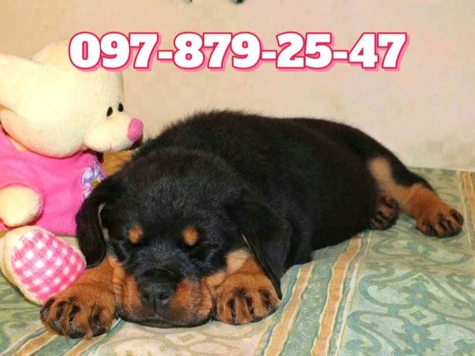 Мощные ротвейлерята!