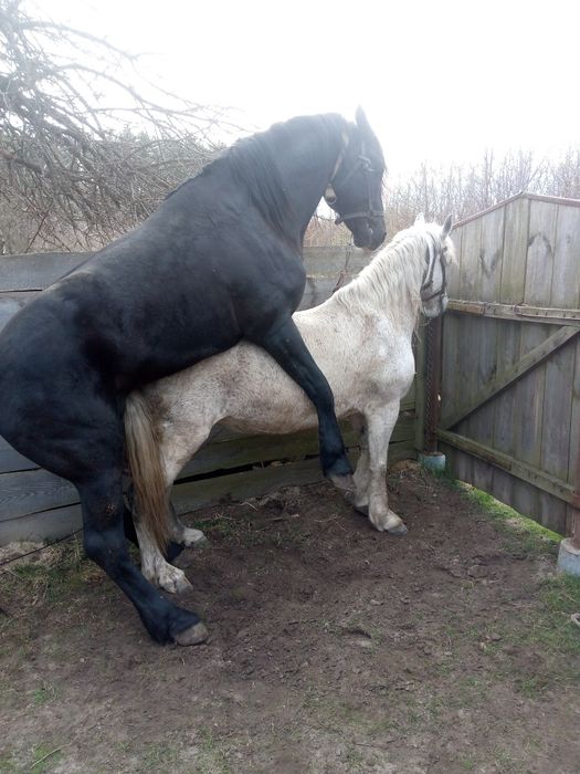 Продам жеребця 7 років