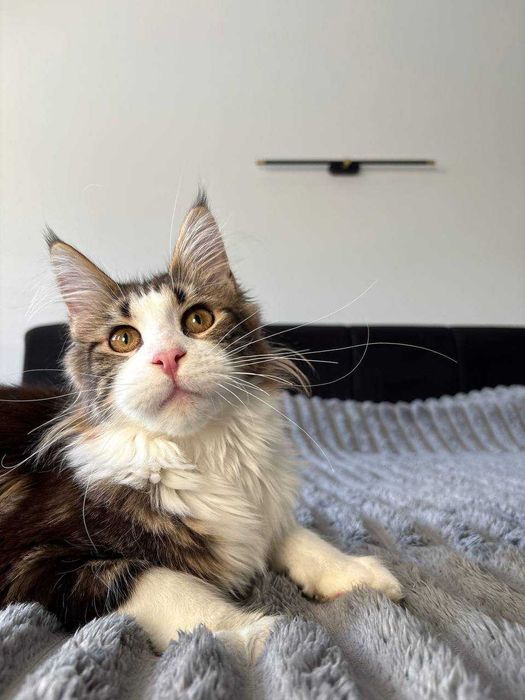 Кішечка мейн-кун WCF • шикарна генетика • тато чемпіон