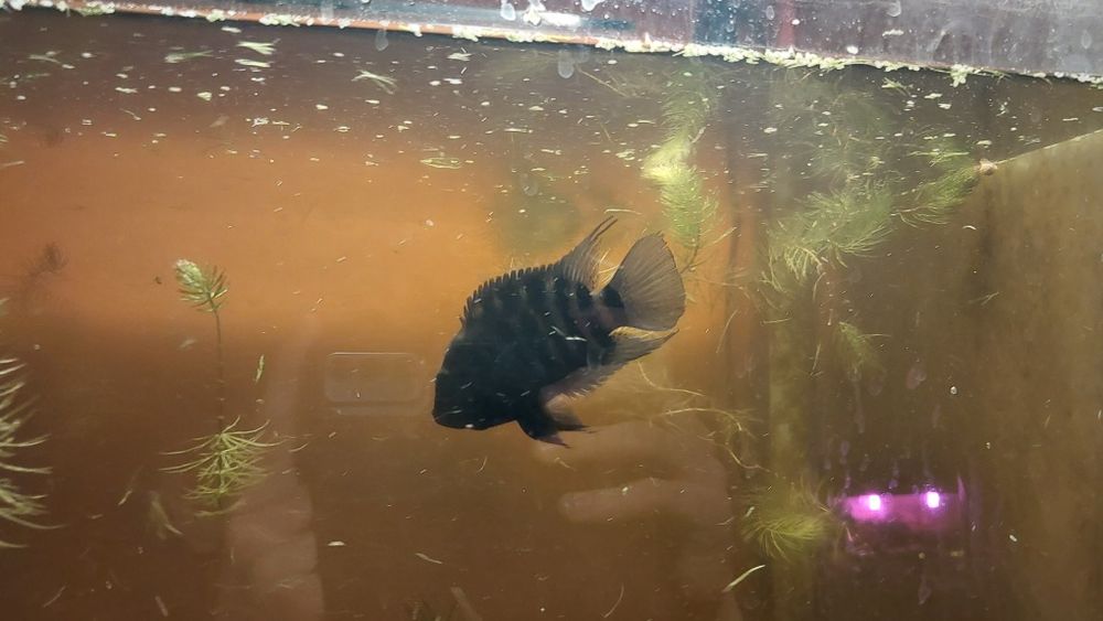 Ryba zebra 3 szt