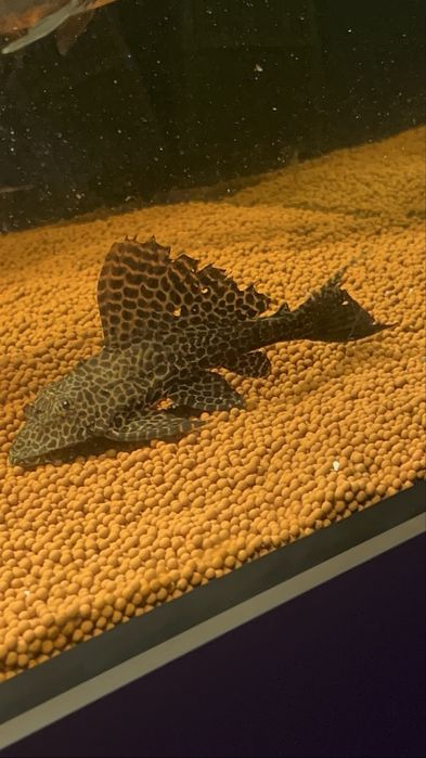 Vendo pleco leopardo