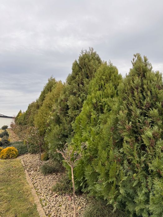 Oddam za darmo tuje brabant