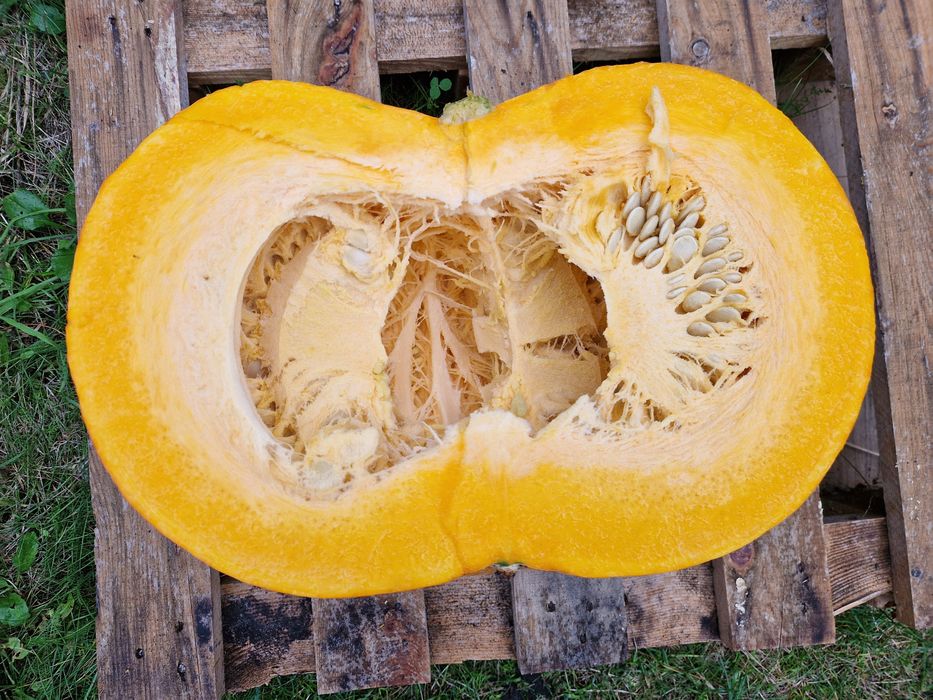 Dynia z przydomowego ogródeczka