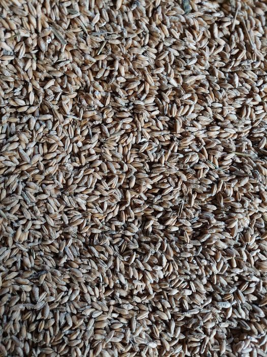 Pszenżyto zbiór 2025