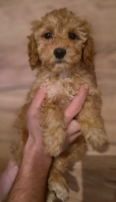 Labradoodle Sunia