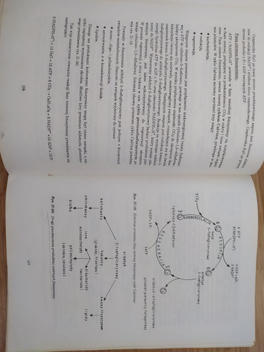 Monekularna podstawy biologii, na studia Kozik, Turyna