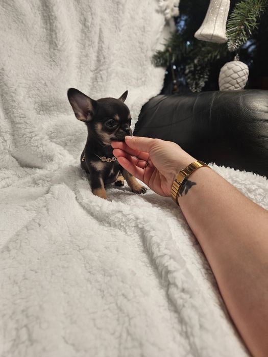 Mini sudo chihuahua