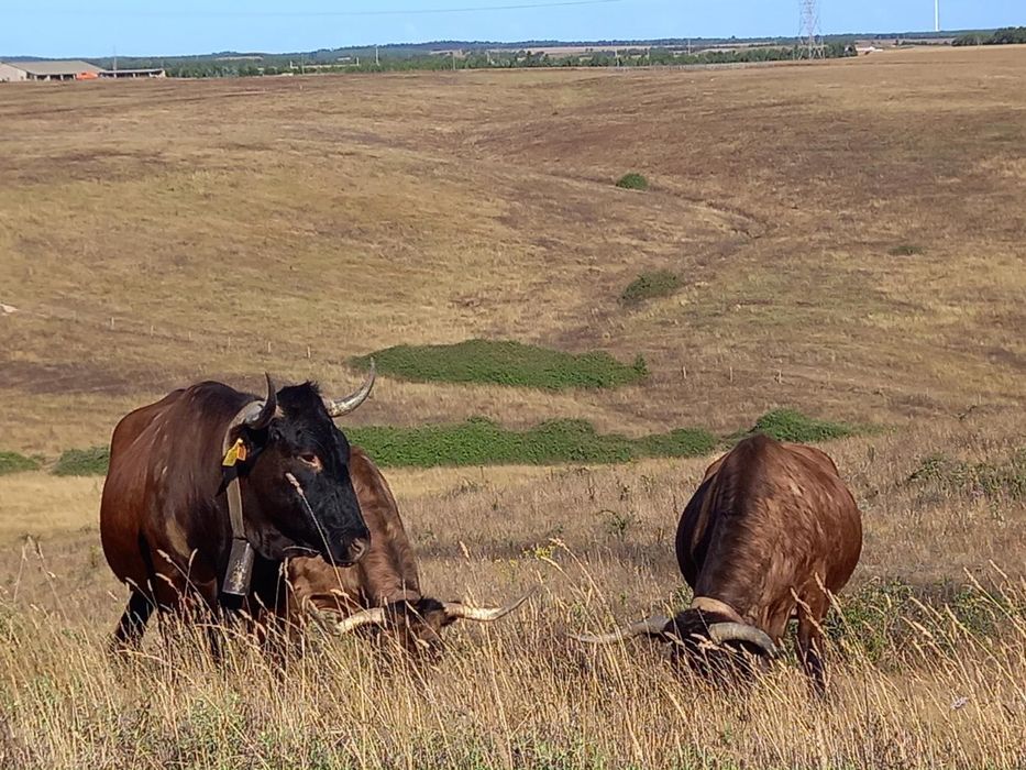 Bovinos de raça garvonesa