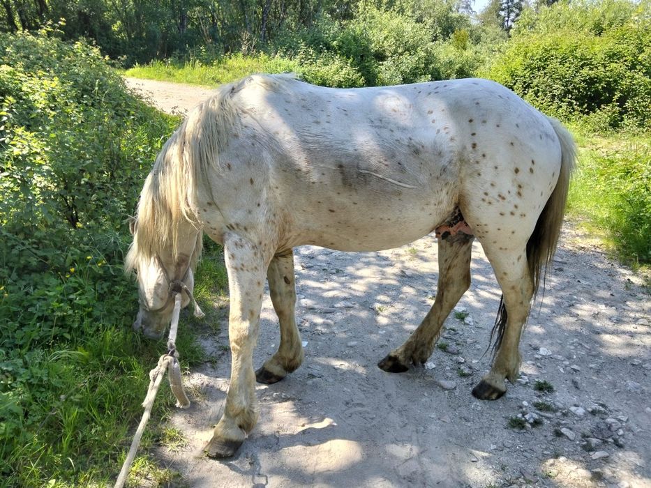Cavalo apaluso meigo