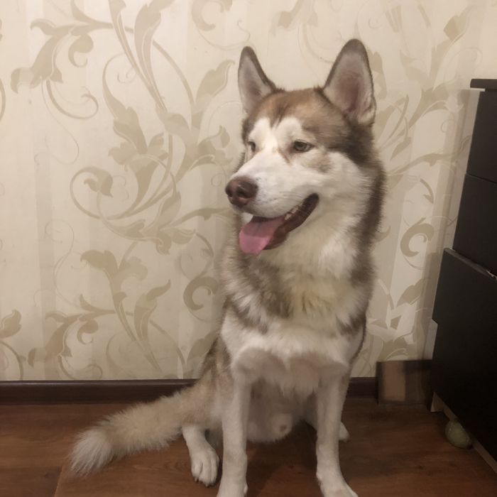 Чистокровний Хаски