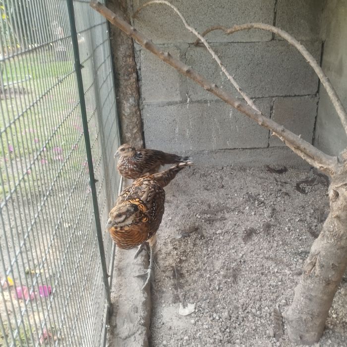 Disponíveis faisão Dourados, Leid,Gigi