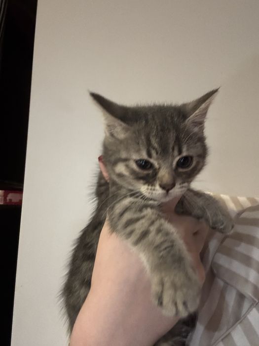 Oddam koty po rasowej kocicy