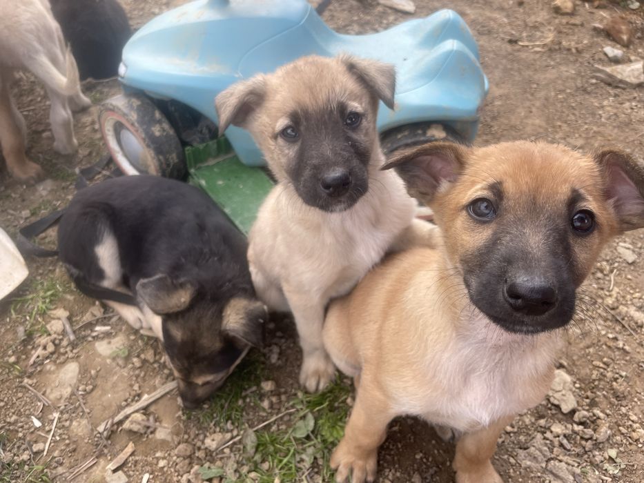 Собаки шукають дім