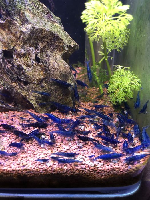 Camaroes azuis e amarelos (neocarodina)