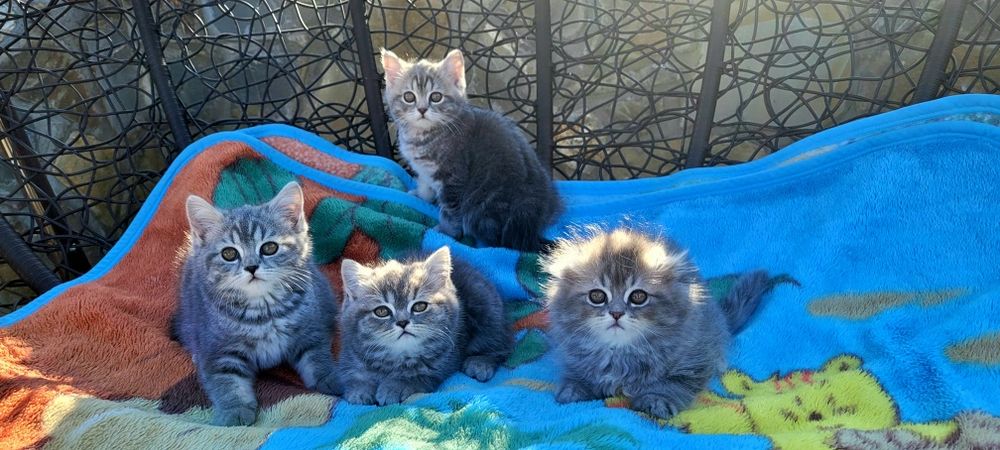 Шотландські кошенята!