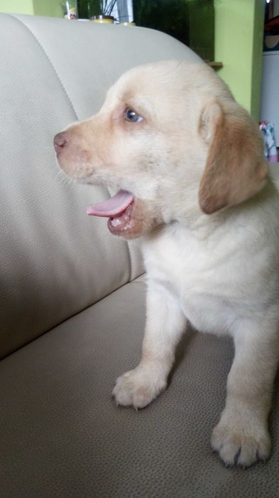 Labrador Retriever Z Rodowodem
