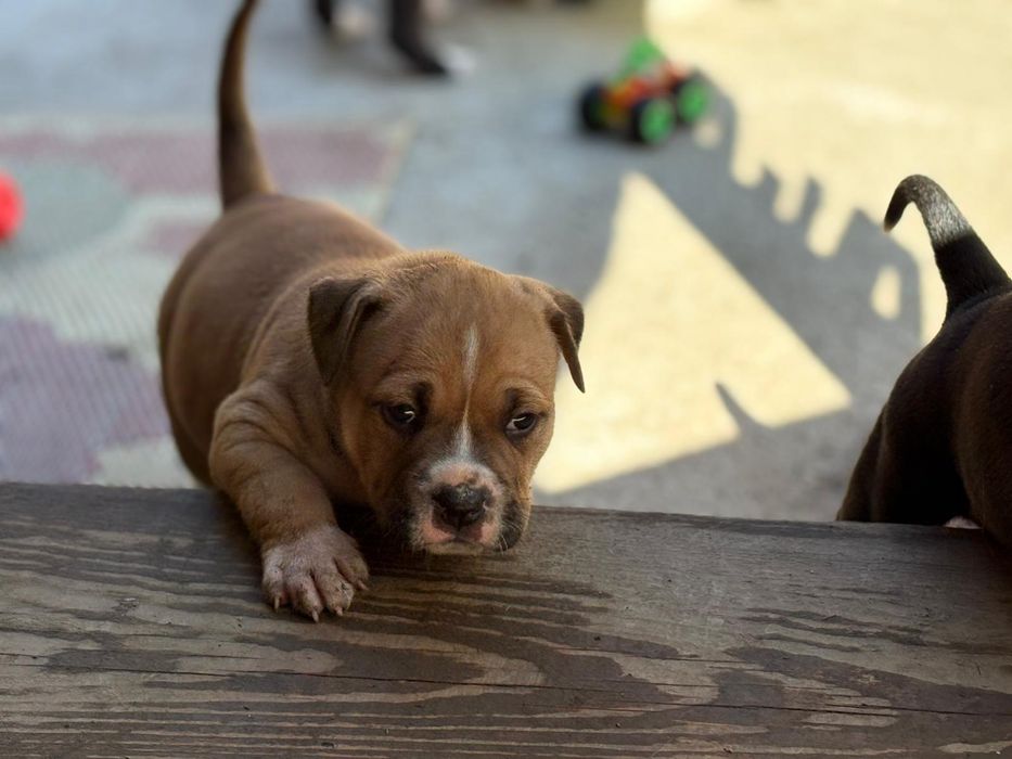 Najmocniejszy samczyk w miocie AMSTAFF ZKWP FCI