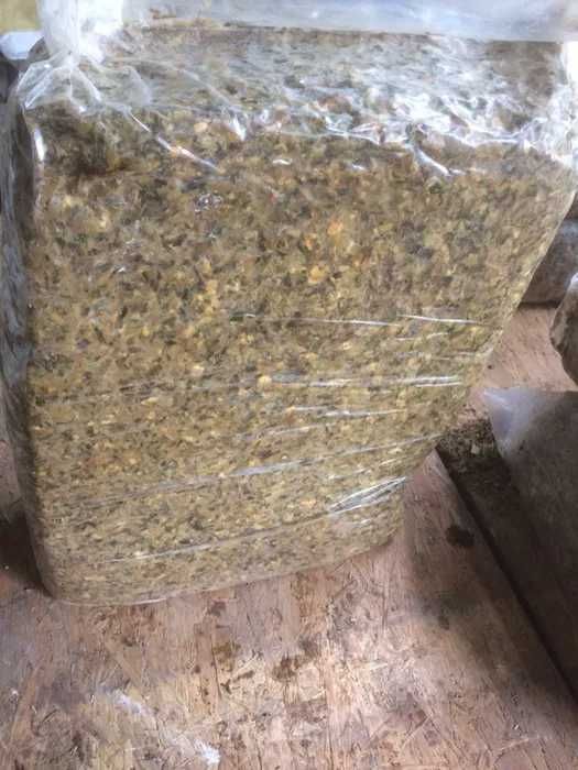 O Alimento Completo - Silagem de Milho