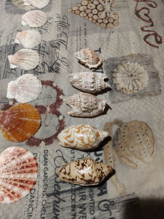 Морські ракушки колекція