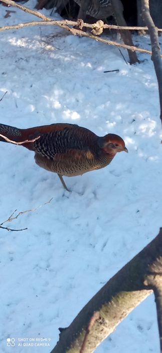 Sprzedam bażanta złocistego