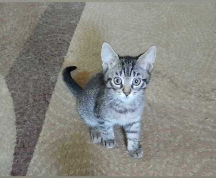 Грайливі, ласкові кошенята в добрі , надійні руки