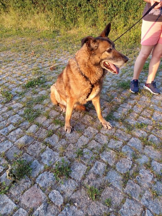 Cadelinha de porte grande para adopção