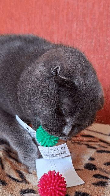 Шукаємо прямовухого нареченого для  киці шотландки (скоттіш фолд).