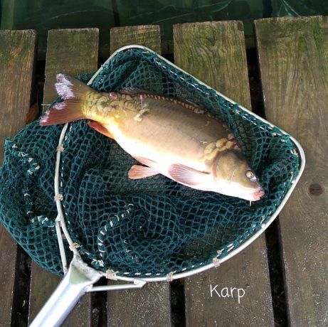 Karp handlowy Hurt-Detal