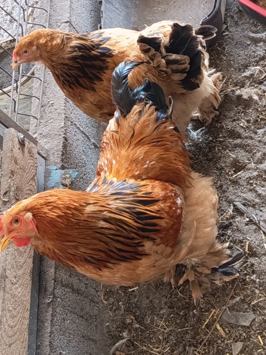 Ovos galado legorne, Sussex light, Brahma red pyle e Brahma buff